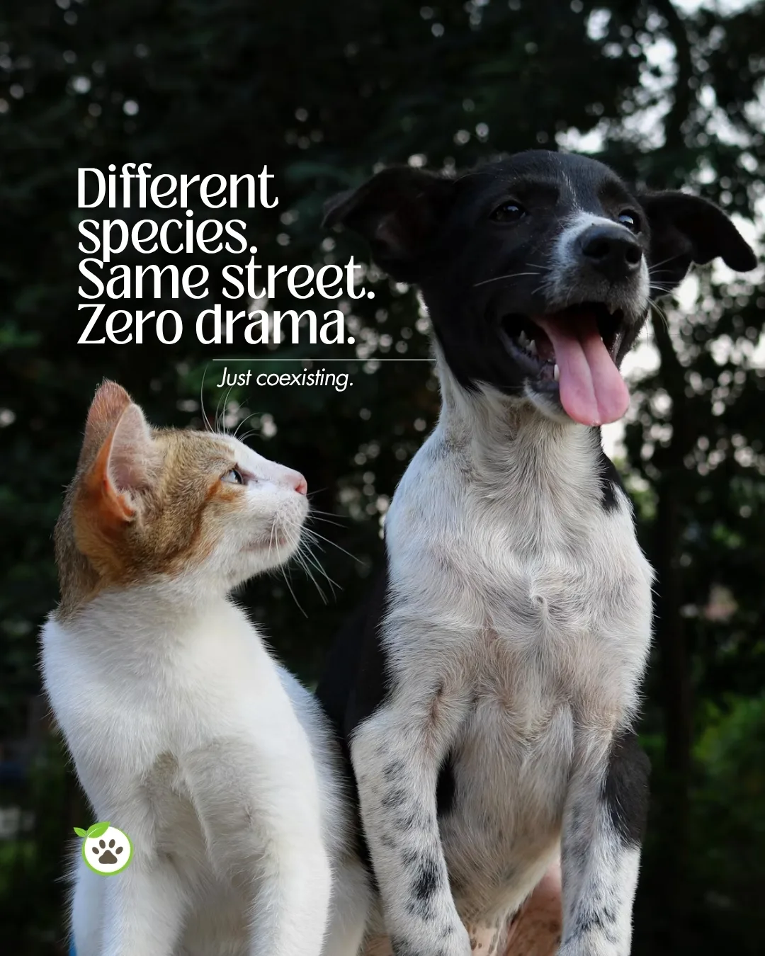 Pashuverse - “Different species. Same street. Zero drama.”